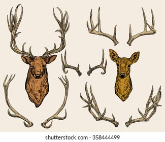 Vector illustration. Hand drawing on a graphic tablet. Deer and horns set.