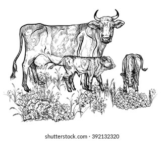 Vector illustration. Hand drawing on a graphic tablet.Cow and calf in the pasture.