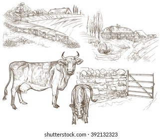 Vector illustration. Hand drawing on a graphic tablet.Rural landscape with cows and calves. Against the background of the fences, houses and farms.