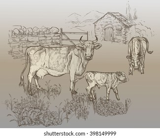 Vector illustration. Hand drawing on a graphic tablet.Rural landscape with cows and calves. Against the background of the fences, houses and farms.