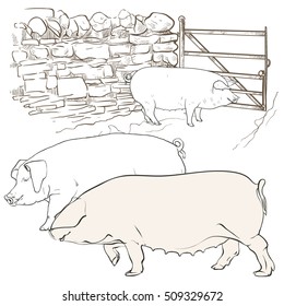 Vector illustration. Hand drawing on a graphic tablet. Three large pigs at the gate.