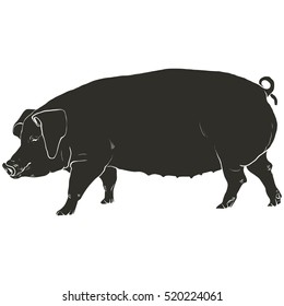 Vector illustration. Hand drawing on a graphic tablet. Template pig.