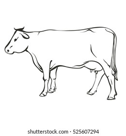 Vector illustration. Hand drawing on a graphic tablet. Silhouette of a cow.