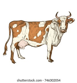 Vector illustration. Hand drawing on a graphic tablet. Spotted cow..