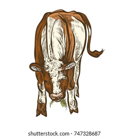 Vector illustration. Hand drawing on a graphic tablet. Spotted calf on grazing.