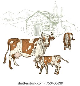 Vector illustration. Hand drawing on a graphic tablet. Spotted cow with calves.