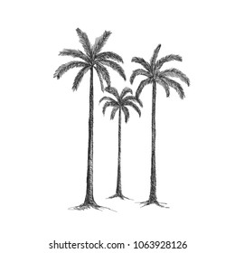 Vector illustration of a hand drawing palm trees. Tropical nature element.