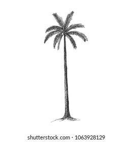 Vector illustration of a hand drawing palm trees. Tropical nature element.
