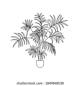 vector illustration hand drawing palm decorative home plant linear contour  drawing