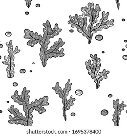 Vector illustration with hand drawing patterned algae on white background. Black and white marine seamless pattern with seaweeds and bubbles. Coloring page book
