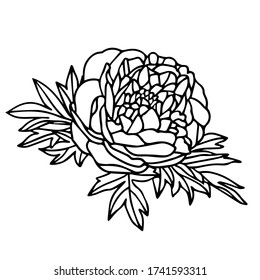 Ilustración vectorial. Pionero dibujante a mano. Colorido de la página. Abrí con hojas. Ilustración botánica. Hermosa flor.