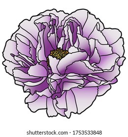 Vector illustration. Hand drawing peony. Purple flower. Isolated on white. Botanical illustration.