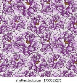 Ilustración vectorial. Pionero dibujante a mano. El fondo es impecable. Flor morada grande. Aislado en blanco. Ilustración botánica.
