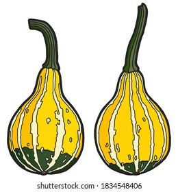 Vector illustration. Hand drawing pumpkin. Isolated on white drawing of yellow-green pumpkin. Ripe pear-shaped pumpkin.