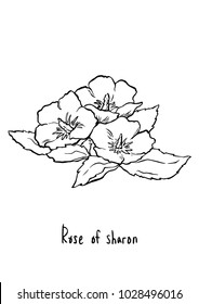 Vector Illustration  Hand drawing Rose sharon flowers  Line art and white background 
