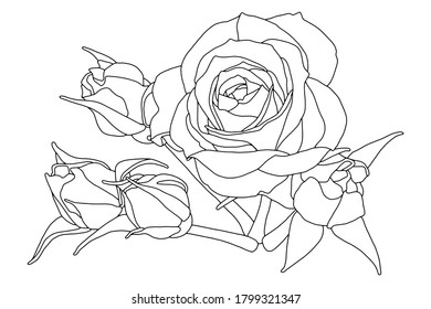 Vector illustration. Hand drawing rose flowers. Coloring page. Botanical illustration.