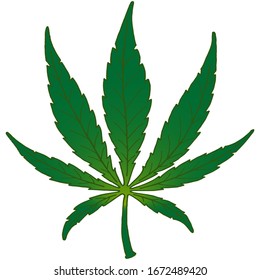 Vector illustration. Hand drawing sketch. Marijuana leaf. Cannabis Green leaf. Isolated on a white.