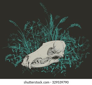 Vector illustration. Hand drawing of a skull of a predator among green grasses on a dark background.
