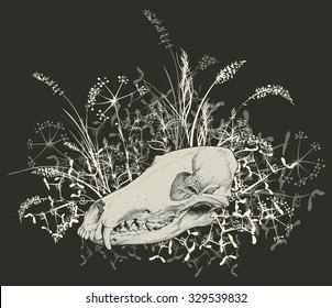 Vector illustration. Hand drawing of a skull of a predator among the grasses. On a dark background.