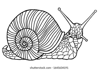  Ilustración vectorial. Caracol dibujado a mano. Página colorear. La impresión original. Ilustración de un libro infantil. Libro de Colores para niños y adultos.