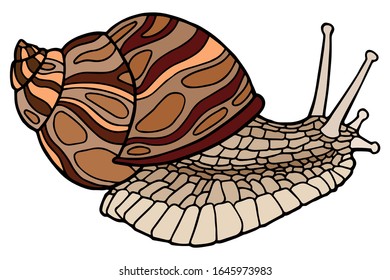 Dibujo vectorial Caracoles dibujados a mano. Aislado en blanco. Caracol cortado con una concha rayada. La impresión original. Ilustración del libro infantil.