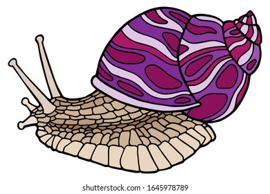 Vector illustration Hand drawing snails. Isolated on white. A cute snail with a purple striped shell. The original print. Illustration for the children's book.