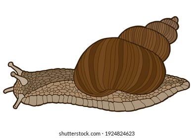Vector illustration Hand drawing snails. Isolated on white. Cute snail with a striped shell. The original print. Illustration for the children's book.