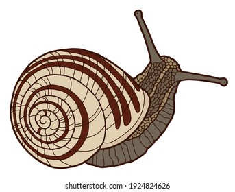 Vector illustration Hand drawing snails. Isolated on white. Cute snail with a striped shell. The original print. Illustration for the children's book.