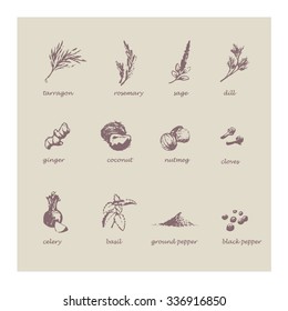 Vector illustration. Hand drawing style. Sketch with set of spices.