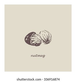 Vector illustration. Hand drawing style. Sketch with nutmeg.