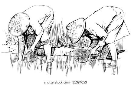 Vector illustration of an hand drawing: Two women harvesting rice in asia