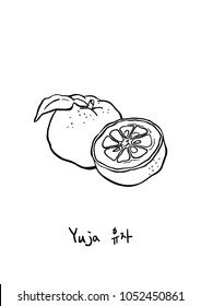 Vector Illustration. Hand drawing Yuja (Korean citron). Line art with white background.