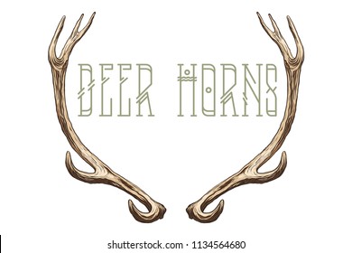 Vector illustration. Hand drawing.Deer horns.