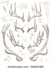 Vector illustration. Hand drawing.Deer horns.
