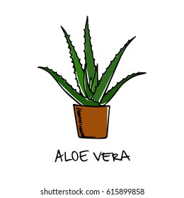 Featured image of post How To Draw Aloe Vera Step By Step This blog is based on my youtube first i ll begin with the female face in this how to draw faces tutorial