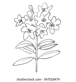 Vector illustration of hand drawn alpine rose isolated on white background. Outline flower are element for design. Rhododendron ferrugineum