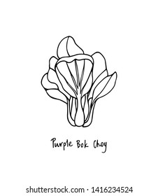 Vector illustration of hand drawn Asian green purple bok choy. Ink drawing, beautiful vegetarian design elements.
