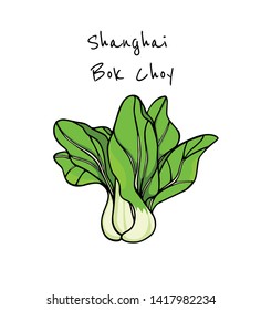 Vector illustration of hand drawn Asian green Shanghai bok choy. Ink drawing, beautiful vegetarian design elements.