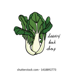 Vector illustration of hand drawn Asian green Dwarf bok choy. Ink drawing, beautiful vegetarian design elements.