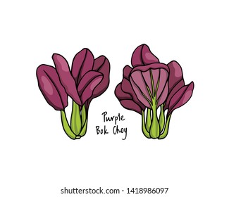 Vector illustration of hand drawn Asian green purple bok choy. Ink drawing, beautiful vegetarian design elements.
