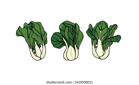 Vector illustration of hand drawn Asian greens Dwarf bok choy. Ink drawing, beautiful vegetarian design elements.