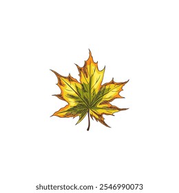 Vector illustration of hand drawn autumn maple leaf in color. Yellow-orange leaf icon in engraving style. Vintage watercolor drawing. Close-up. Element for thematic design.