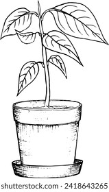 Vector illustration hand drawn avocado seed in a glass of water for germination