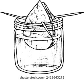 Vector illustration hand drawn avocado seed in a glass of water for germination