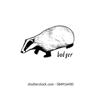 Vector illustration of hand drawn badger. Ink drawing, graphic style. Beautiful design elements.
