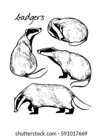 Vector illustration of hand drawn badgers. Ink drawing, graphic style. Beautiful design elements.