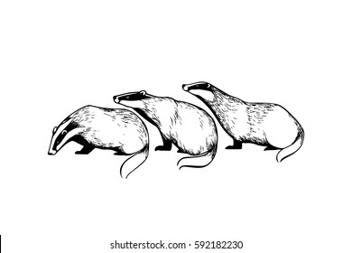 Vector illustration of hand drawn badgers. Ink drawing, graphic style. Beautiful design elements.