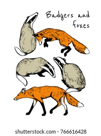 Vector illustration of hand drawn badgers and foxes. Ink drawing, graphic style. Beautiful design elements.