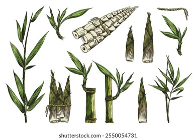 Vector illustration of hand drawn bamboo plant set. Graphic color sketch of bamboo shoots, trunk and leaves. Suitable for educational material. Isolated background.