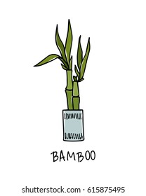 Vector illustration of hand drawn bamboo plant in a pot. Beautiful floral design elements.